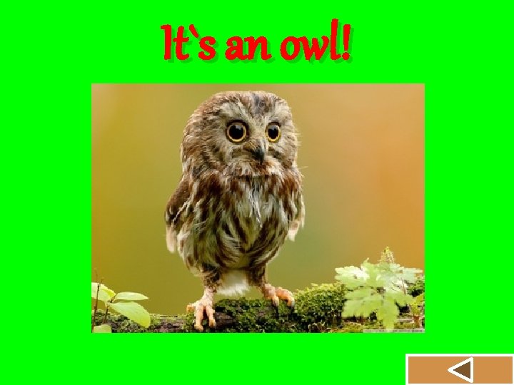 It`s an owl! 