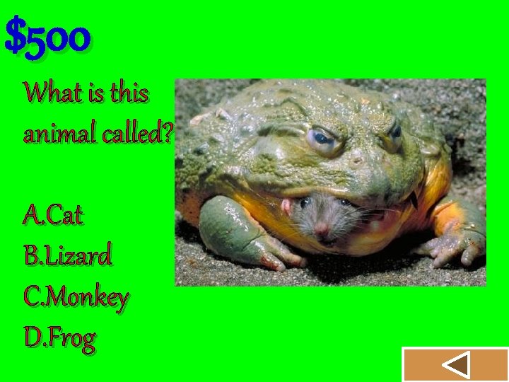$500 What is this animal called? A. Cat B. Lizard C. Monkey D. Frog