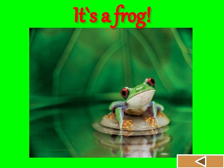 It`s a frog! 