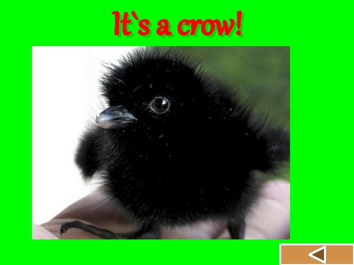 It`s a crow! 