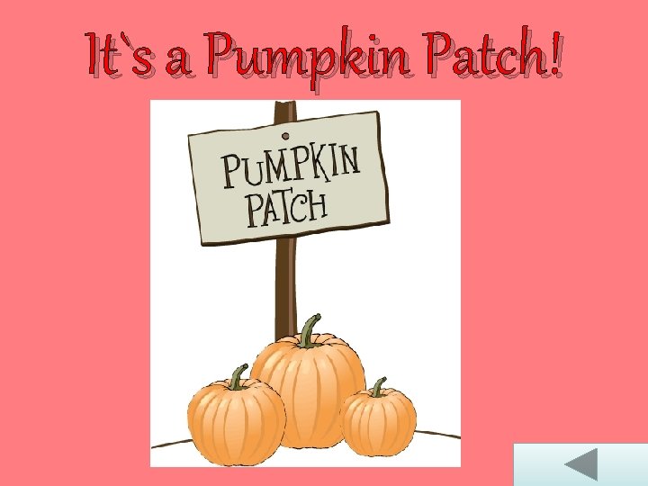 It`s a Pumpkin Patch! 