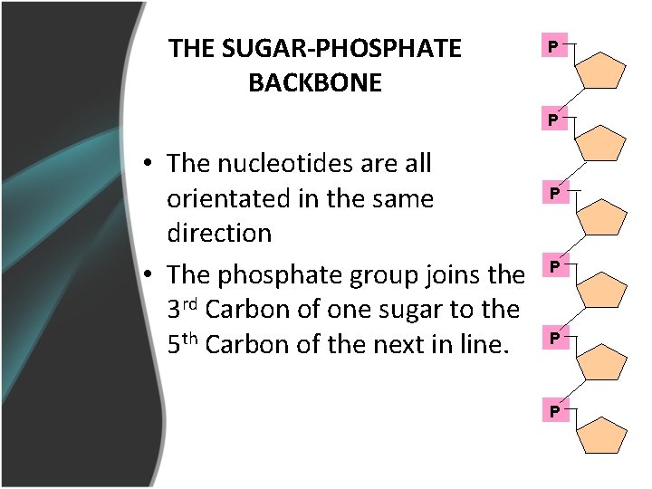 THE SUGAR-PHOSPHATE BACKBONE P P • The nucleotides are all orientated in the same