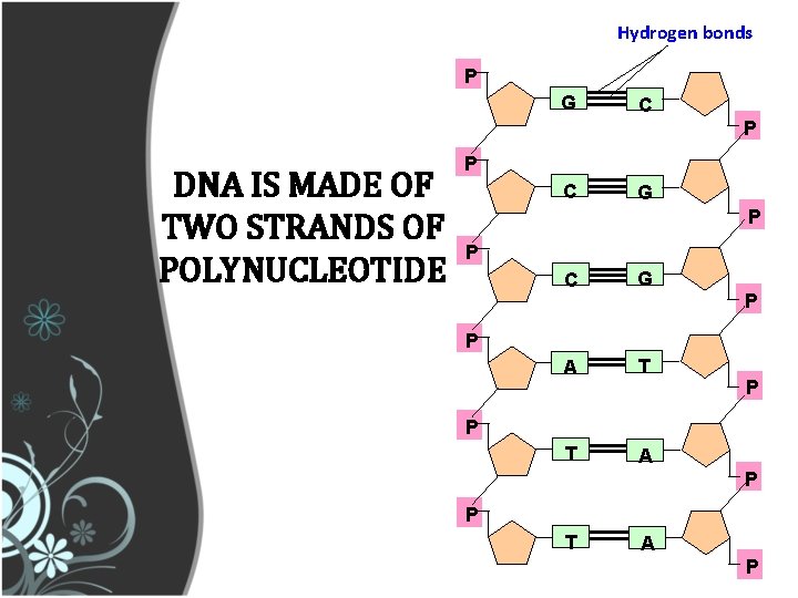 Hydrogen bonds P G C P DNA IS MADE OF TWO STRANDS OF POLYNUCLEOTIDE