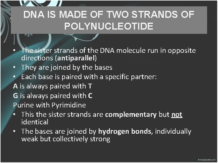 DNA IS MADE OF TWO STRANDS OF POLYNUCLEOTIDE • The sister strands of the