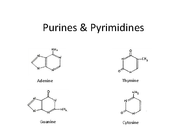 Purines & Pyrimidines Adenine Guanine Thymine Cytosine 