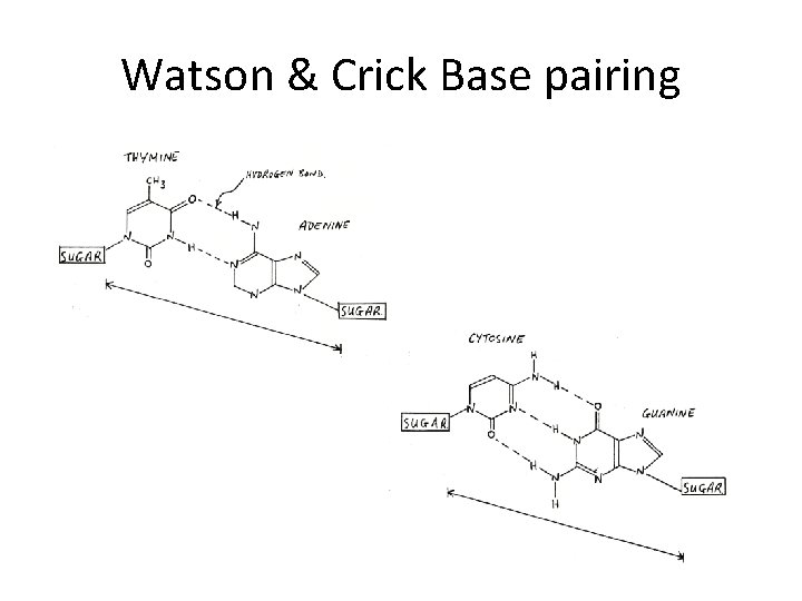 Watson & Crick Base pairing 
