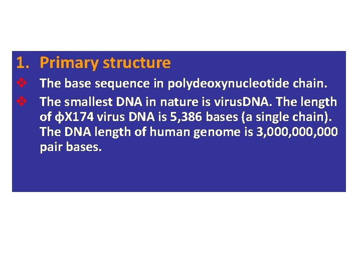 1. Primary structure v The base sequence in polydeoxynucleotide chain. v The smallest DNA