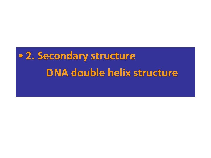  • 2. Secondary structure DNA double helix structure 