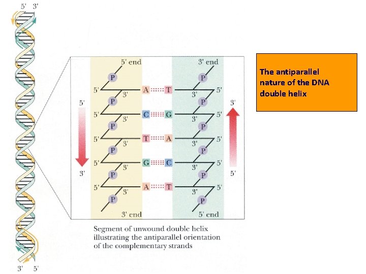 The antiparallel nature of the DNA double helix 