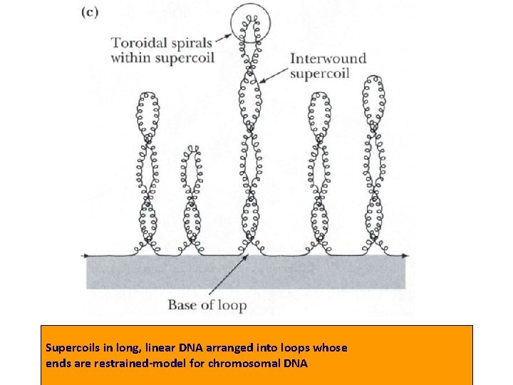 Supercoils in long, linear DNA arranged into loops whose ends are restrained-model for chromosomal