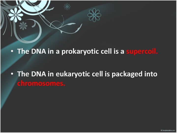  • The DNA in a prokaryotic cell is a supercoil. • The DNA