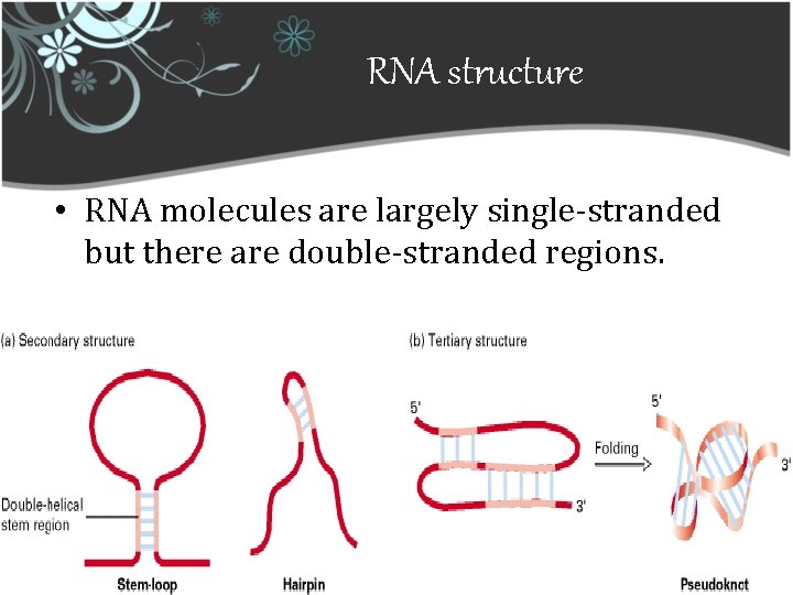 RNA structure • RNA molecules are largely single-stranded but there are double-stranded regions. 