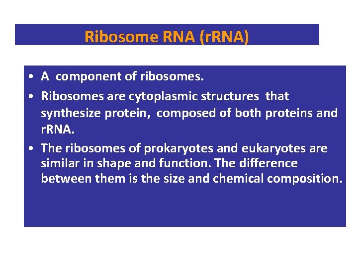 Ribosome RNA (r. RNA) • A component of ribosomes. • Ribosomes are cytoplasmic structures