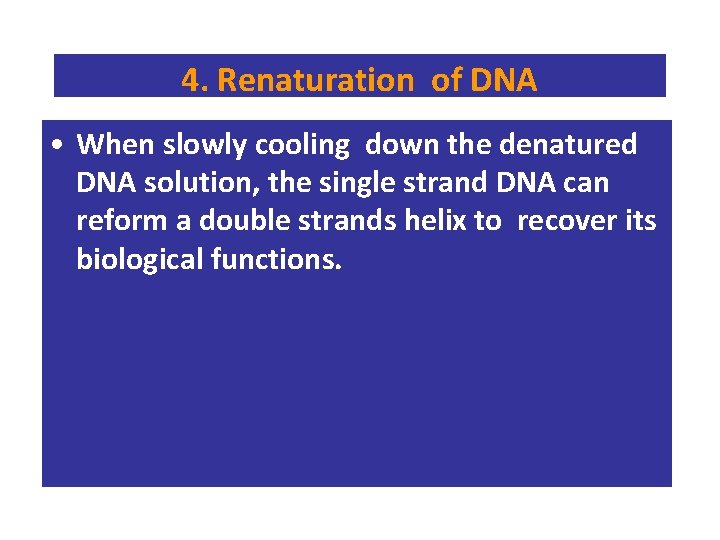 4. Renaturation of DNA • When slowly cooling down the denatured DNA solution, the