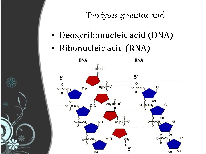 Two types of nucleic acid • Deoxyribonucleic acid (DNA) • Ribonucleic acid (RNA) 