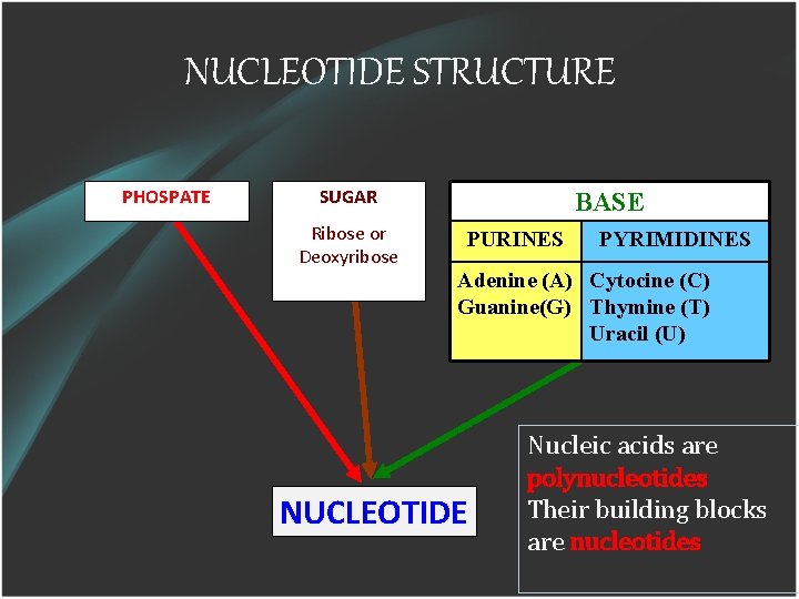 NUCLEOTIDE STRUCTURE PHOSPATE SUGAR Ribose or Deoxyribose BASE PURINES PYRIMIDINES Adenine (A) Cytocine (C)