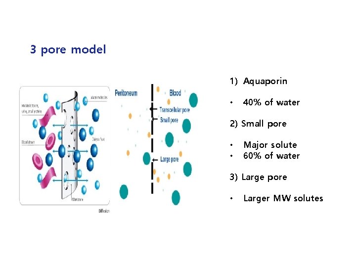3 pore model 1) Aquaporin • 40% of water 2) Small pore • •