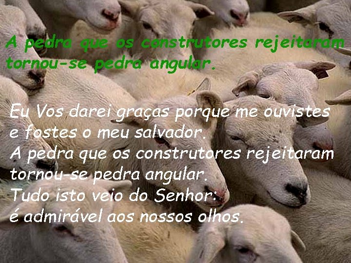 A pedra que os construtores rejeitaram tornou-se pedra angular. Eu Vos darei graças porque