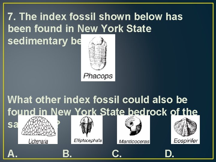 7. The index fossil shown below has been found in New York State sedimentary