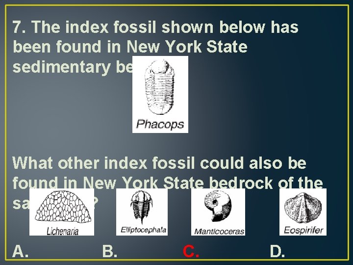 7. The index fossil shown below has been found in New York State sedimentary