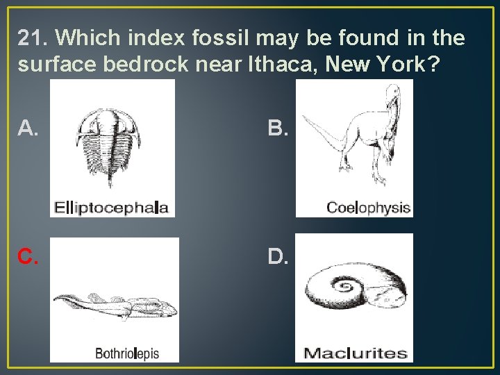 21. Which index fossil may be found in the surface bedrock near Ithaca, New