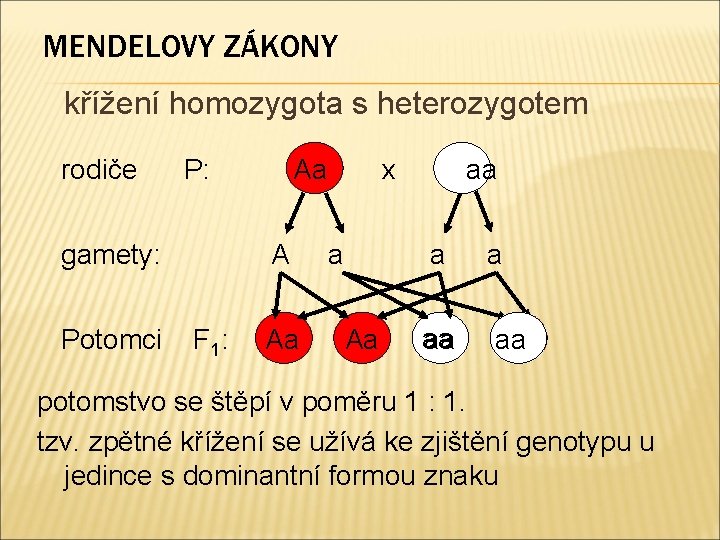 MENDELOVY ZÁKONY křížení homozygota s heterozygotem rodiče P: gamety: Potomci Aa A F 1: