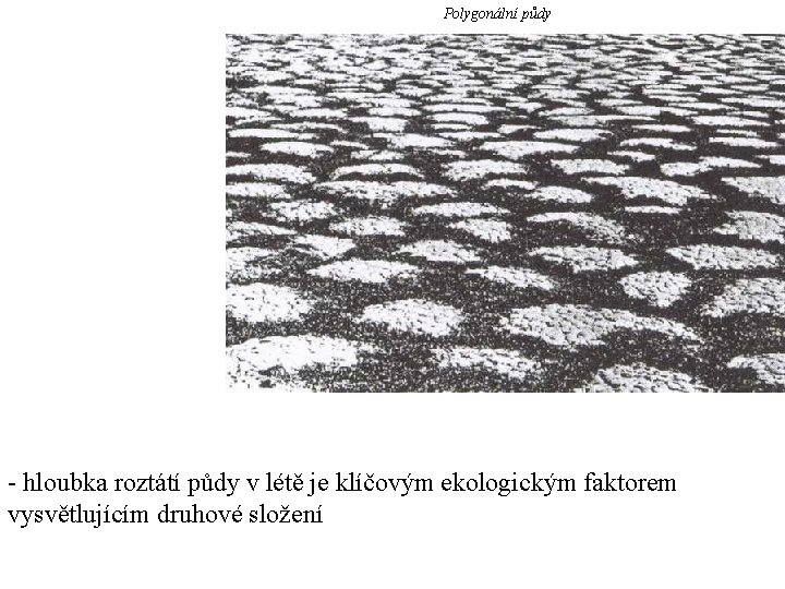 Polygonální půdy - hloubka roztátí půdy v létě je klíčovým ekologickým faktorem vysvětlujícím druhové