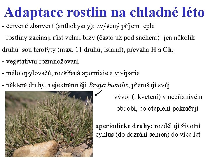 Adaptace rostlin na chladné léto - červené zbarvení (anthokyany): zvýšený příjem tepla - rostliny