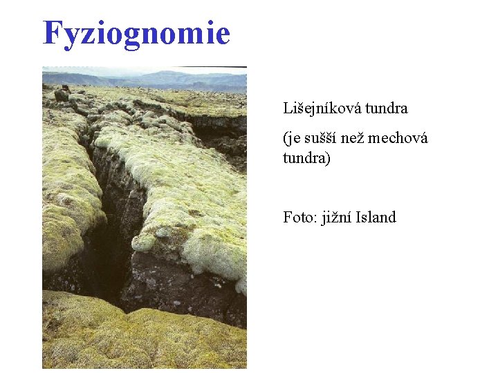 Fyziognomie Lišejníková tundra (je sušší než mechová tundra) Foto: jižní Island 