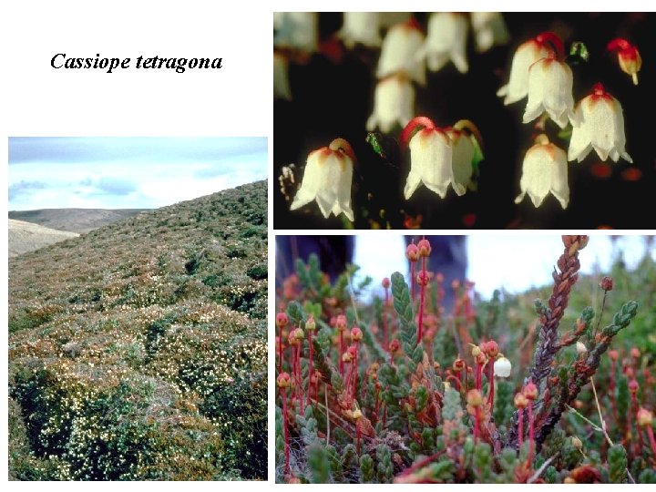 Cassiope tetragona 