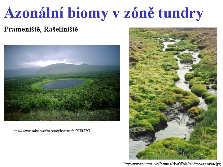 Azonální biomy v zóně tundry Prameniště, Rašeliniště http: //www. painetworks. com/photos/et/et 2930. JPG http: