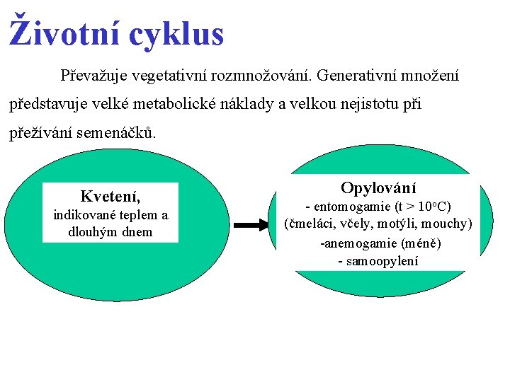 Životní cyklus Převažuje vegetativní rozmnožování. Generativní množení představuje velké metabolické náklady a velkou nejistotu