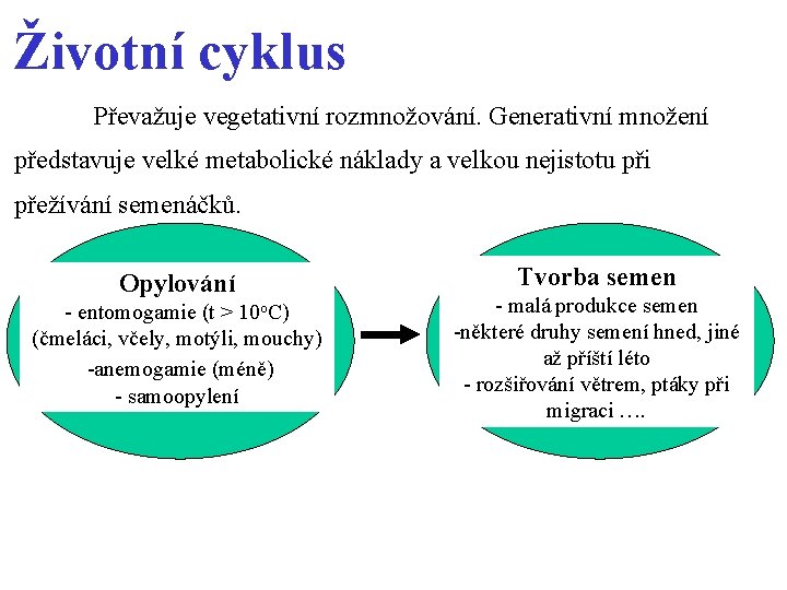 Životní cyklus Převažuje vegetativní rozmnožování. Generativní množení představuje velké metabolické náklady a velkou nejistotu