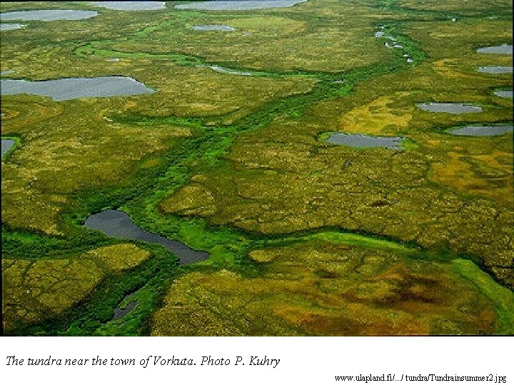 The tundra near the town of Vorkuta. Photo P. Kuhry www. ulapland. fi/. .