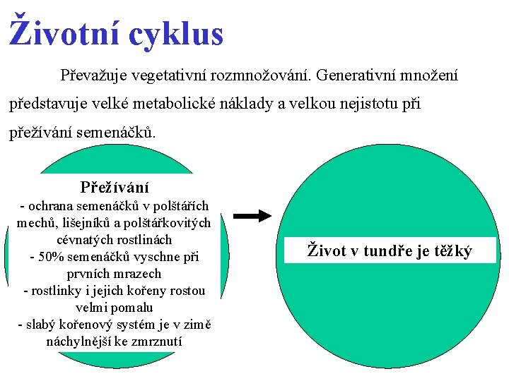 Životní cyklus Převažuje vegetativní rozmnožování. Generativní množení představuje velké metabolické náklady a velkou nejistotu