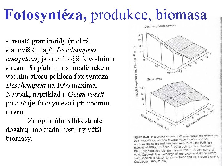 Fotosyntéza, produkce, biomasa - trsnaté graminoidy (mokrá stanoviště, např. Deschampsia caespitosa) jsou citlivější k