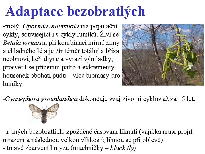 Adaptace bezobratlých -motýl Oporinia autumnata má populační cykly, související i s cykly lumíků. Živí