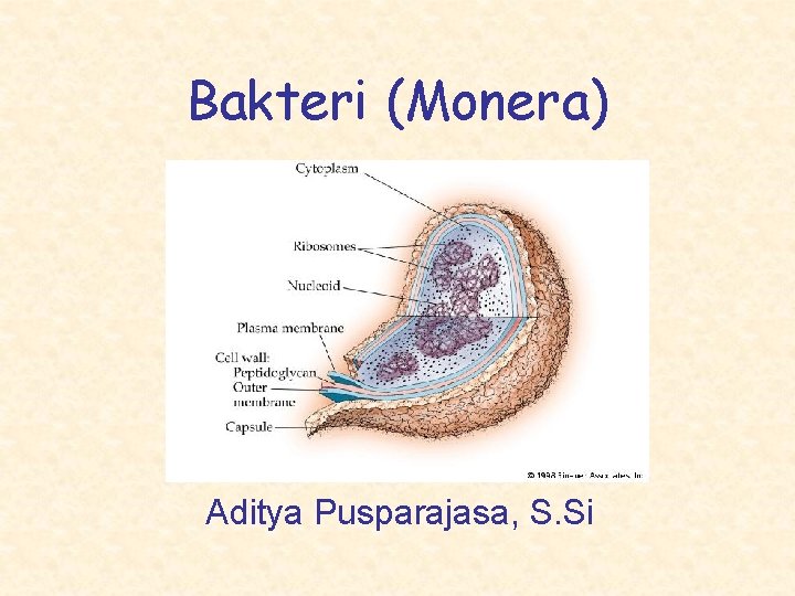 Bakteri (Monera) Aditya Pusparajasa, S. Si 