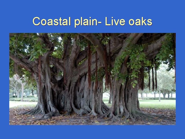 Coastal plain- Live oaks Coastal plain- Live oaks