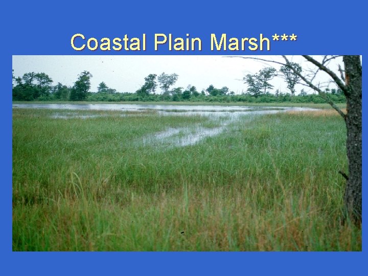 Coastal Plain Marsh*** Coastal Plain Marsh***
