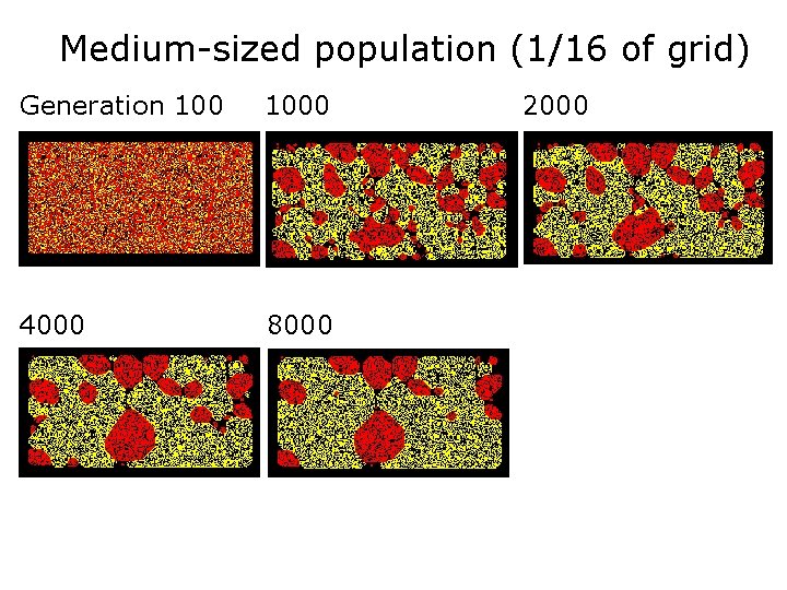 Medium-sized population (1/16 of grid) Generation 1000 4000 8000 2000 