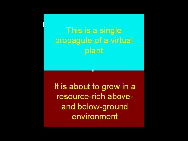 CSRThis type, frame 1 is a single propagule of a virtual plant It is