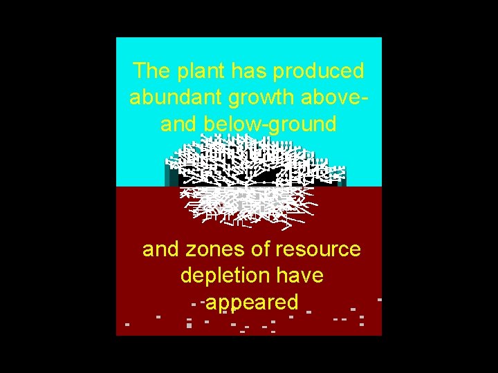 ditto 20 The plant hasf. produced abundant growth aboveand below-ground and zones of resource