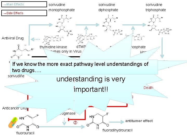 →Main Effects →Side Effects sorivudine monophosphate sorivudine diphosphate sorivudine triphosphate Antiviral Drug d. TMP