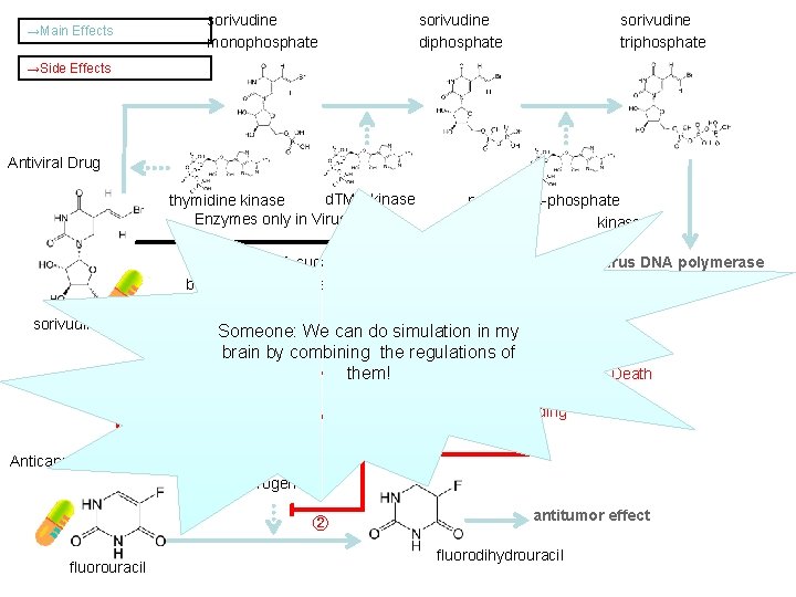 →Main Effects sorivudine monophosphate sorivudine diphosphate sorivudine triphosphate →Side Effects Antiviral Drug d. TMP