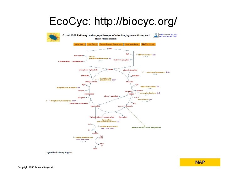 Eco. Cyc: http: //biocyc. org/ MAP Copyright 2010 Masao Nagasaki 