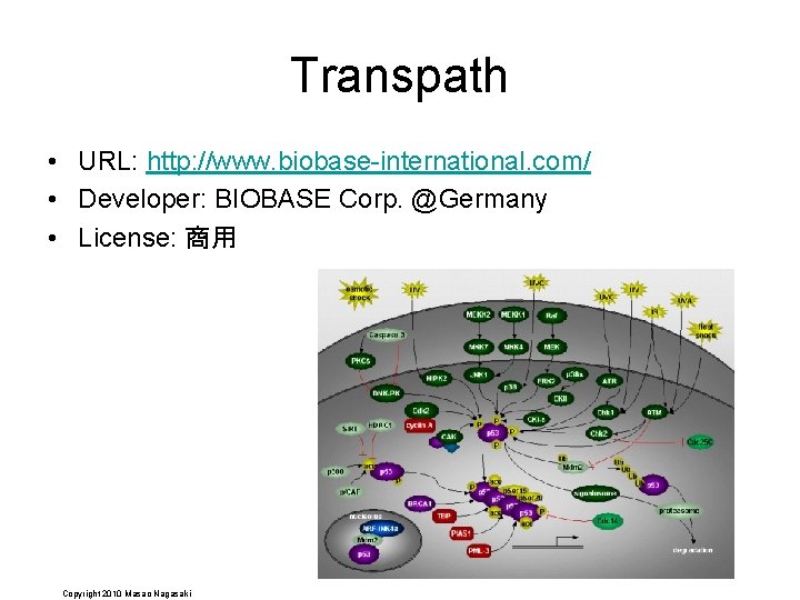 Transpath • URL: http: //www. biobase-international. com/ • Developer: BIOBASE Corp. @Germany • License: