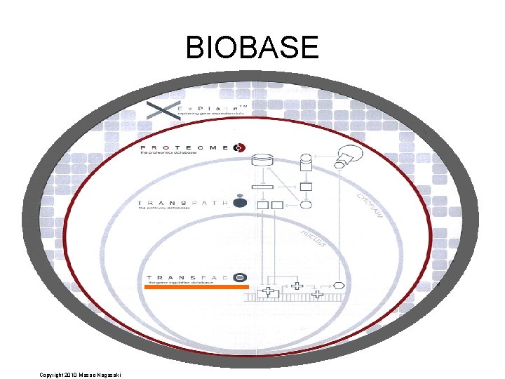 BIOBASE Copyright 2010 Masao Nagasaki 