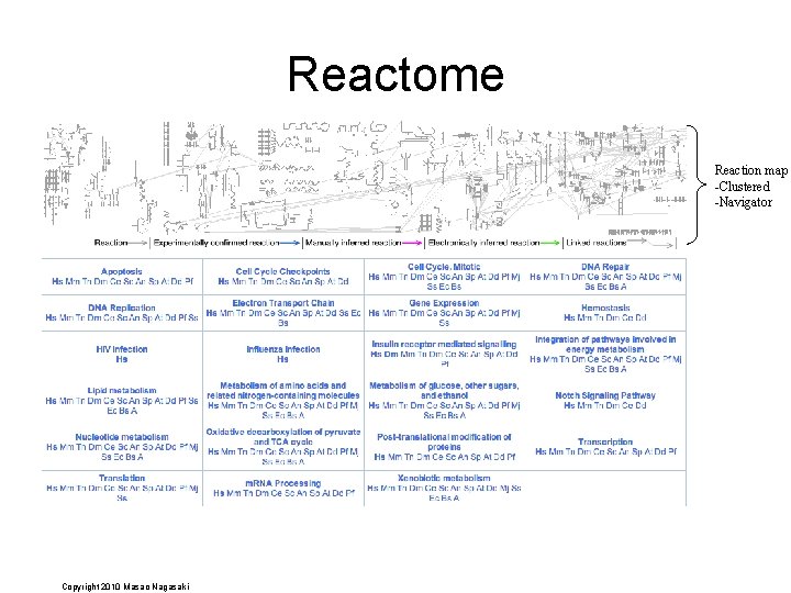 Reactome Reaction map -Clustered -Navigator Copyright 2010 Masao Nagasaki 