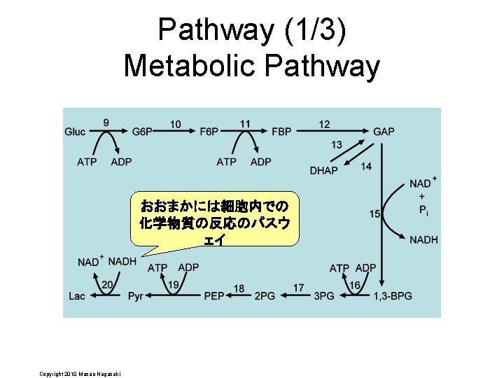 Pathway (1/3) Metabolic Pathway おおまかには細胞内での 化学物質の反応のパスウ ェイ Copyright 2010 Masao Nagasaki 